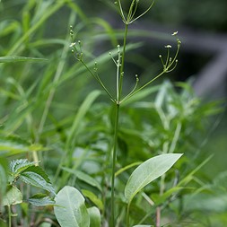 Alisma subcordatum (southern water-plantain)